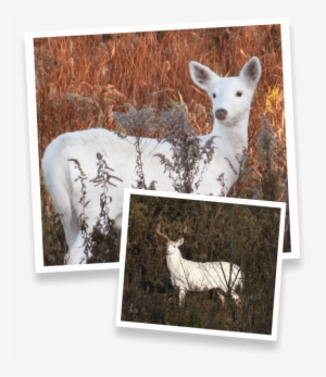 The Future Of The Deer, As Well As The Rest Of The - White Deer #3940220