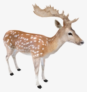 Fallow Deer - Fallow Deer Transparent #3940301