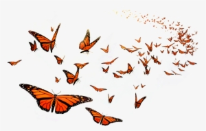 Butterfly Miracle #3940781 Butterfly Miracle #3940781