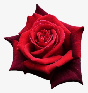 Red Rose, Flowers, One Rose, Beautiful Flower - Rose Rouge Png #3940833