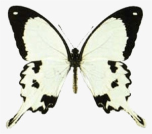 Butterfly House At Put In Bay - Mocker Swallowtail #3940975