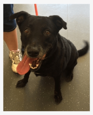 Photo Of Bessie - Companion Dog #3941411