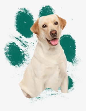 Labrador Retrievers - ペットシーツ スーパーワイド 厚型 炭入り ( 25枚入*6コセット )/ オリジナル ペットシーツ #3941436