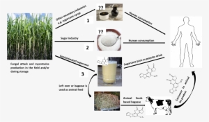 During The Harvesting Time, Chewing Raw Sugarcane Is - Stickalz Llc Cow Village Pet Animal Wall Art Sticker #3941523