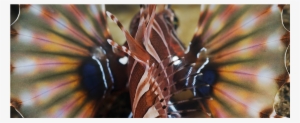 Butterfly Fins - Lionfish #3941531 Butterfly Fins - Lionfish #3941531
