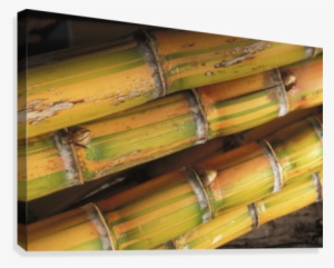 Close-up Detail Of Mature Sugar Cane Stalks Canvas - Sugarcane #3942004