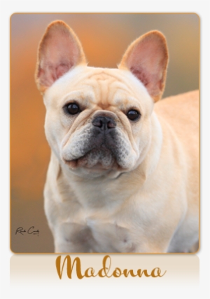 Madonna Is A Stunning Bitch With A Sweet Face And Tons - Northern California #3943101