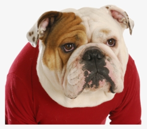 English Bulldog Round Ornament #3943205