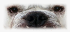 Bull Dog Face - Dog #3943355