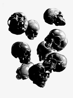 Skulls - Scientific Skull Illustration #3944334