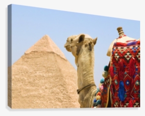 Camel Near A Pyramid, Giza, Egypt Canvas Print - Giza Necropolis #3944592
