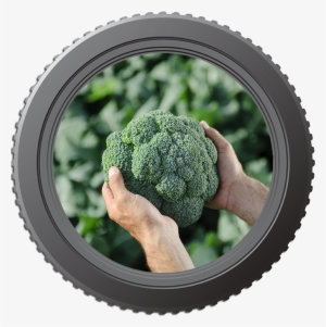 Lens Brocolli - Meze #3945693