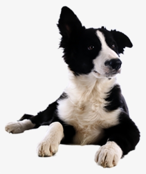 Border Collie #3946290