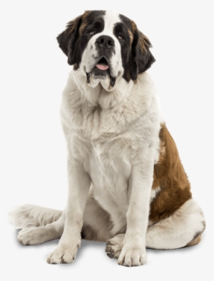St Bernard Dog Png #3946313