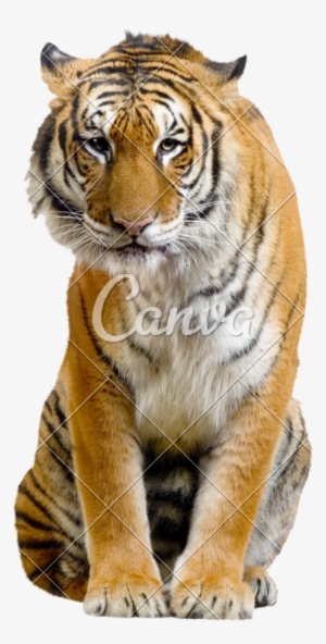 Sitting Tiger Transparent Image - Tiger Sitting #3948916