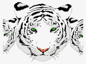 Drawn White Tiger Transparent - Black And White Tiger Png #3948977
