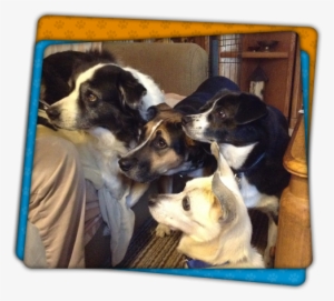 Cute Dogs - Companion Dog #3950128