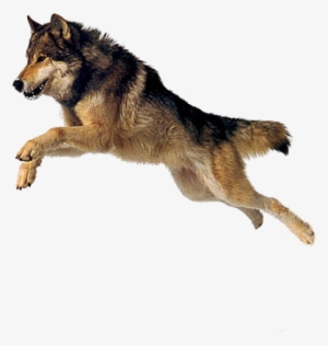 Dog 4 Transparent Png Sticker - Dog Png #3950327