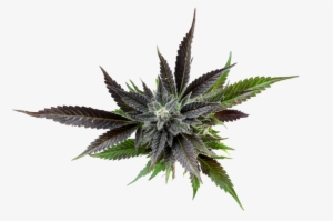 A New Experience Coming Soon - Aloe #3950459