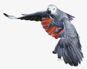 Banner Black And White Africa Transparent Grey - Lovebird African Grey Parrot #3951531