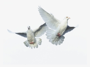 Flying Bird Png Source - Typical Pigeons #3951557