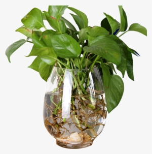 Hydroponics Dinosaur Egg Green Flower Vase Flower Pot - Vase #3953802