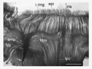 General View Of A Resin Cast Of The Anterior Segment - Vein #3954957