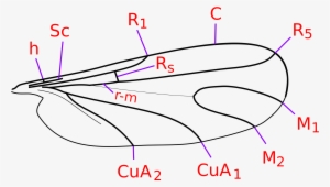 Open - Mycetophilidae #3954983