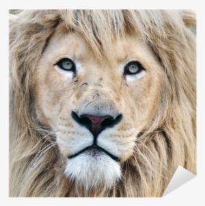 White Lion #3955011 White Lion #3955011