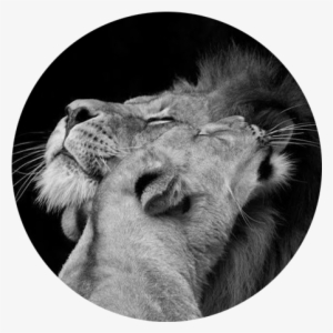 Couple Lion - Lion And Lioness Quote #3955225