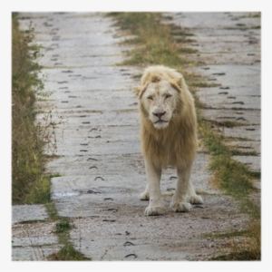 Masai Lion #3955426 Masai Lion #3955426