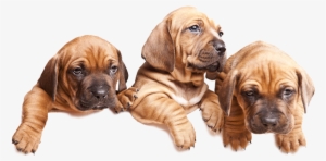 Leash-free Dog Zones In Mississauga - Dog's Best Friend Png #3955459