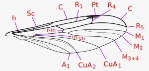 Open - Mycetophilidae Wing #3955463