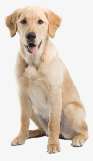 Free Png Dog Png Images Transparent - Dogs On A Transparent Background #3955561