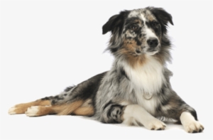 German Dog Png - Happy St Patrick's Day Dog #3955644 German Dog Png - Happy St Patrick's Day Dog #3955644