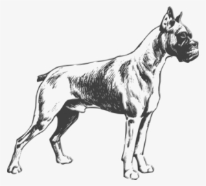 Dog Png Clipart - Boxer Dog Png Vector #3955665