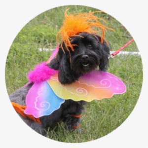 Indyvet Pet Costume Contest - Pet #3955740