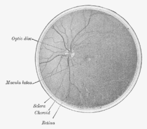 Interior Of Posterior Half Of Bulb Of Left Eye - Posterior Half Of Eye Anterior View #3955785