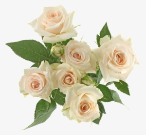 Garden Spray Light Pink Ethopia - Rose #3955945