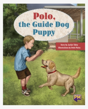 Polo, The Guide Dog Puppy #3957773