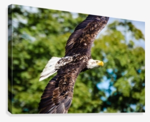 Bald Eagle In Flight Canvas Print - Artist #3958507