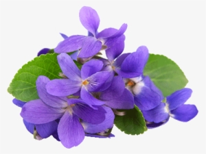Violets Flavors - Raspberry & Violet Candle Fragrance Oil #3959714