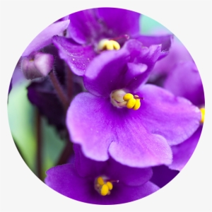 February - Violet - Violets Aren T Blue #3960722