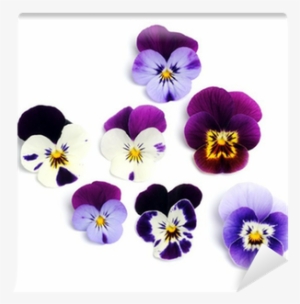 Edible Flower #3961104