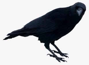 Free Png Black Crow Standing Png Images Transparent - Crow #3961106