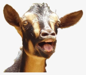 Donkey - Got Your Goat Meme #3961198