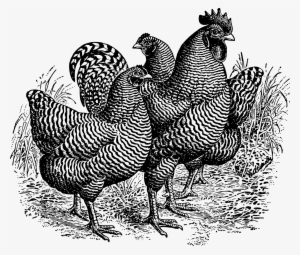 This Free Icons Png Design Of Barred Plymouth Rocks #3961200