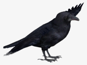 Carrion Crow - American Crow #3961422