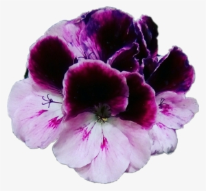 Flores Violet Violets Violetas Moradas Flowers Plantas - Geranium #3961459