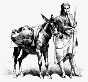 Donkey Mule Mare Horse Pack Animal - Donkey #3961489